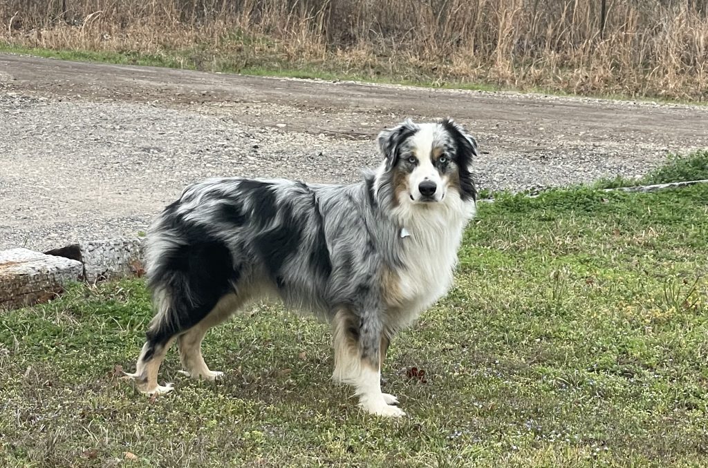 Our Australian Shepherd Piney Oak Aussies